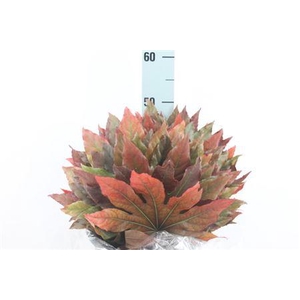 Aralia Blad Herfst Autumm