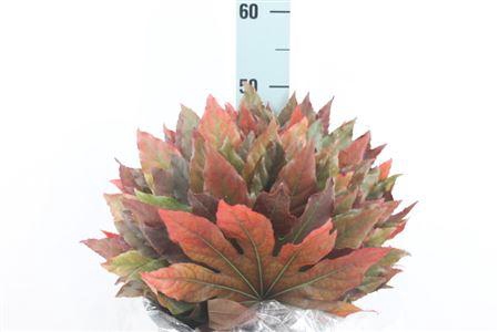 <h4>Aralia Blad Herfst Autumm</h4>