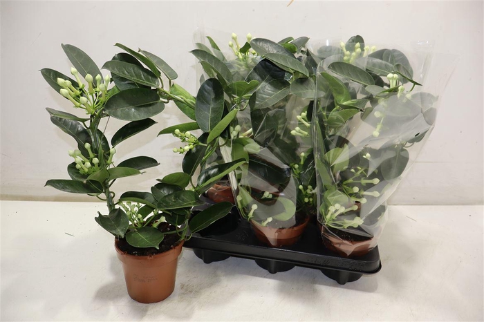 <h4>Steph Fl Ov</h4>