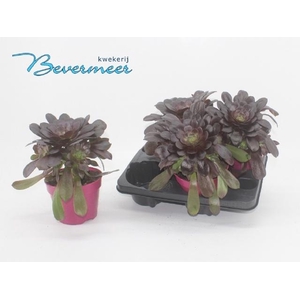 AEONIUM AB VELOURS