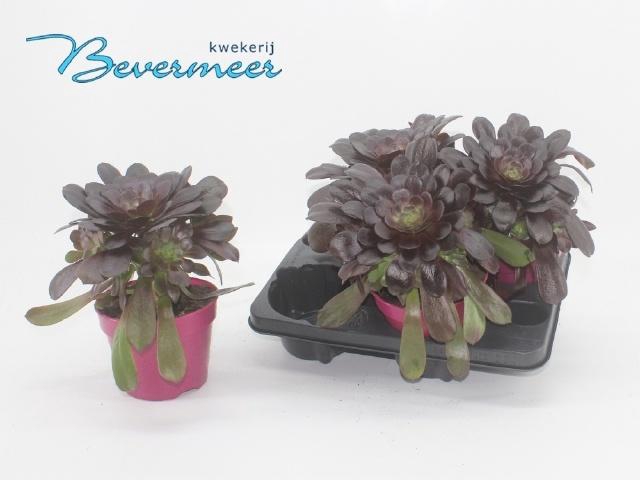 <h4>AEONIUM AB VELOURS</h4>