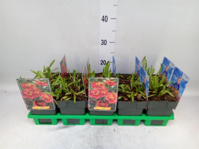 <h4>Helenium   ...</h4>