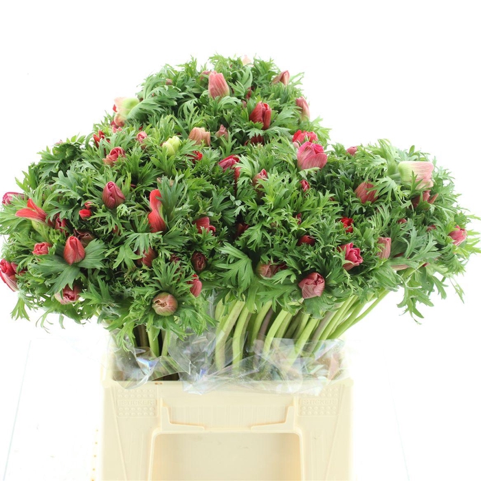 <h4>Anem Co Mar Red</h4>