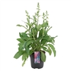 Digitalis 'hanabee Pink P17