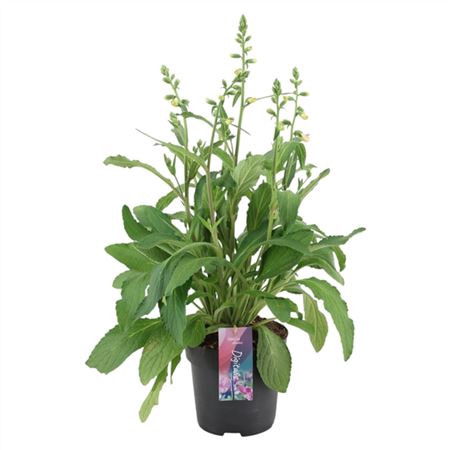 Digitalis 'hanabee Pink P17
