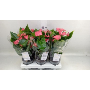 Anthurium  'FC Romantico'