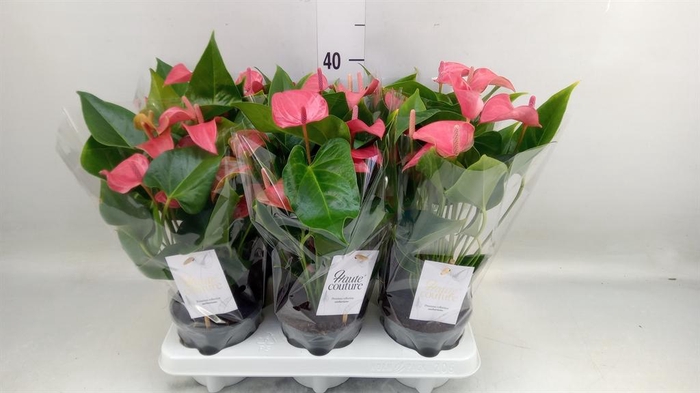 <h4>Anthurium 'FC Romantico'</h4>