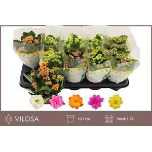 ** Kal Ge Gem 5 Kl * Spring Deal *