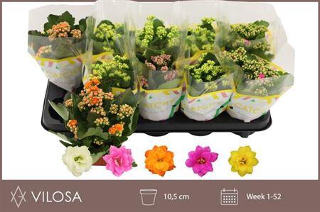 <h4>** Kal Ge Gem 5 Kl * Spring Deal *</h4>