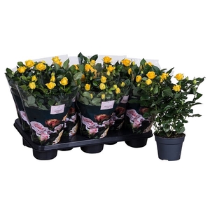 Rosa Patiohit Yellow st 1-2