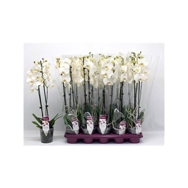 <h4>Phal Ov Wit 2 Branches 18+</h4>