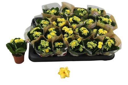 Kalanchoe Rosalina Geel