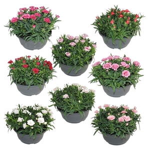 Dianthus Oscar gemengd