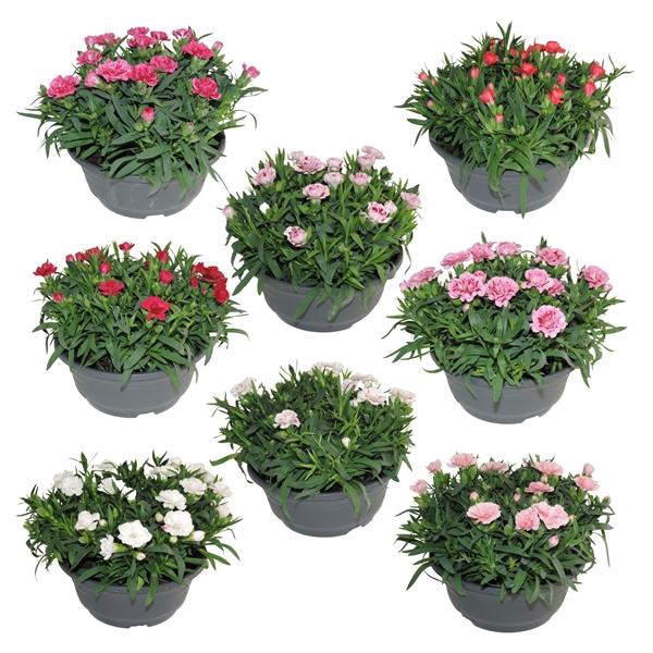 <h4>Dianthus Oscar gemengd</h4>