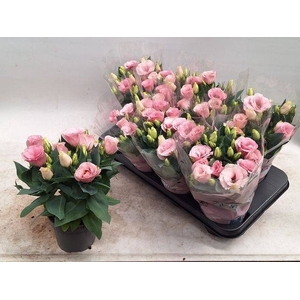 EUST JULIETTA PINK