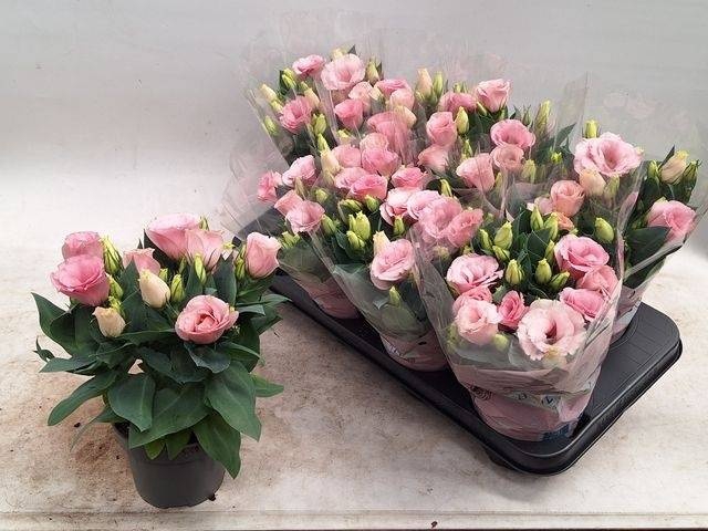 <h4>EUST JULIETTA PINK</h4>