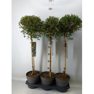 Ligustrum delavayanum