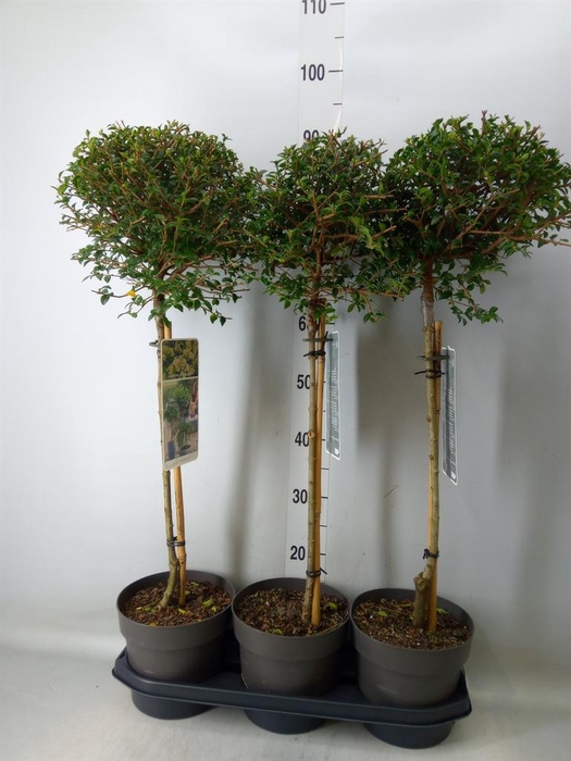 <h4>Ligustrum delavayanum</h4>