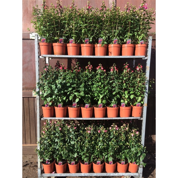 <h4>Fuchsia Pyramide mixkar in 17cm</h4>