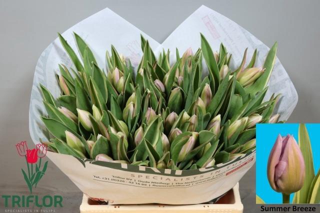 <h4>TU EN SUMMER BREEZE</h4>