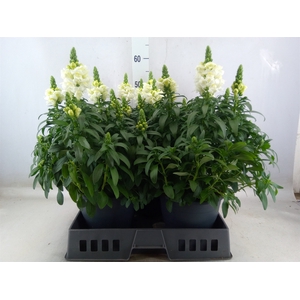 Antirrhinum  'Sultan White'