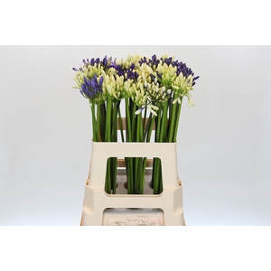 Agapanthus Mix