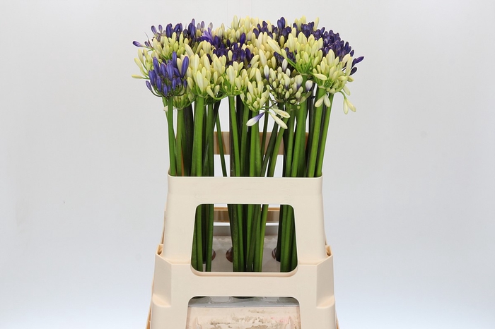 Agapanthus Mix