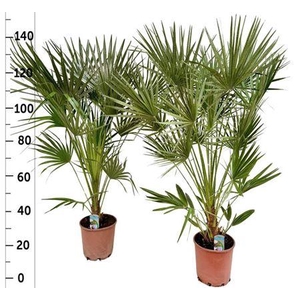Cham Humilis