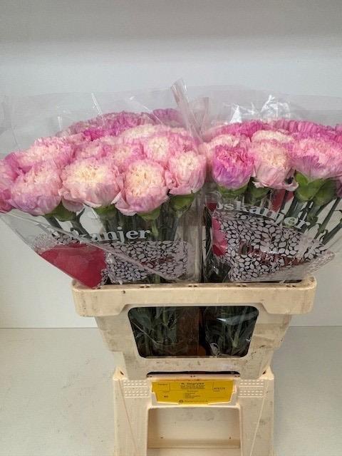 <h4>DI ST HAIKU</h4>