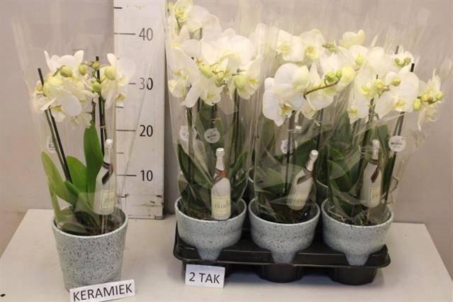 <h4>ARR PHAL MT</h4>