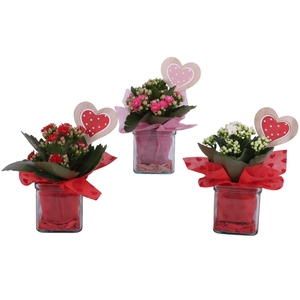 Valentine Arr. Indoor Glass Accuglas Square Ø08cm 1PP