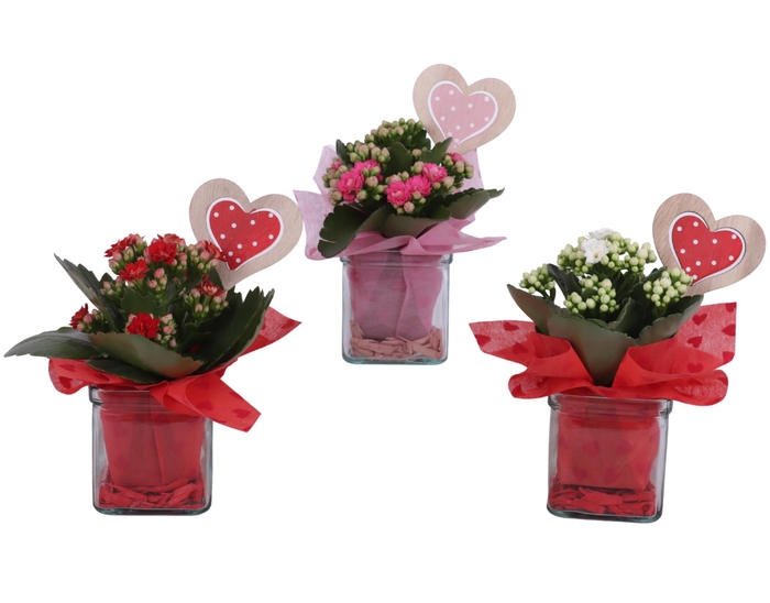 <h4>Valentine Arr. Indoor Glass Accuglas Square Ø08cm 1PP</h4>