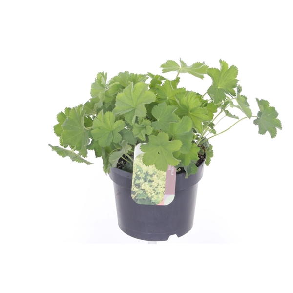 <h4>Alchemilla mollis</h4>