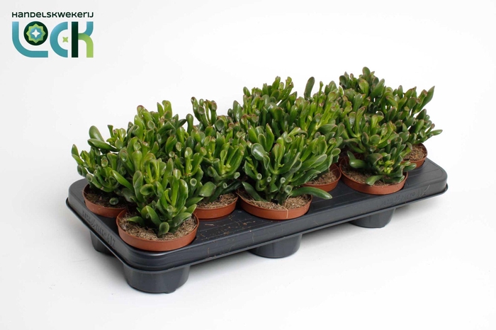 <h4>Crassula Horn Tree</h4>
