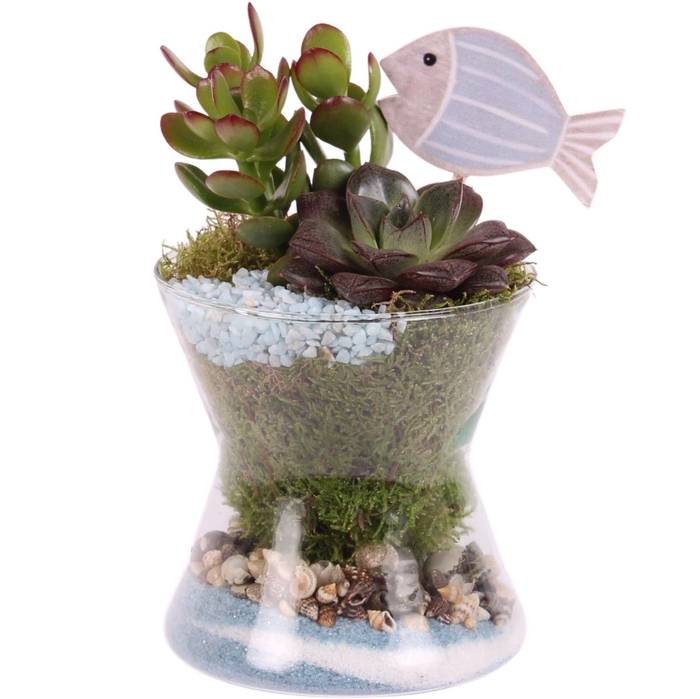 <h4>Opm Maritime Arr. Succulent Glass Hourglass</h4>