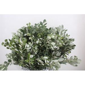 Pittosp Ralphi Leaves 400gr P Bunch