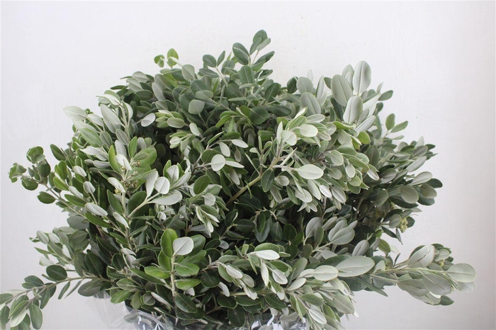 <h4>Pittosp Ralphi Leaves 400gr P Bunch</h4>