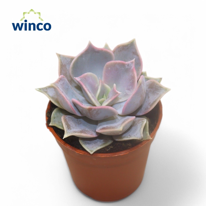 <h4>Echeveria Lilacina</h4>