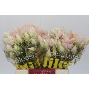Blushing Bride 4/6 Flowers