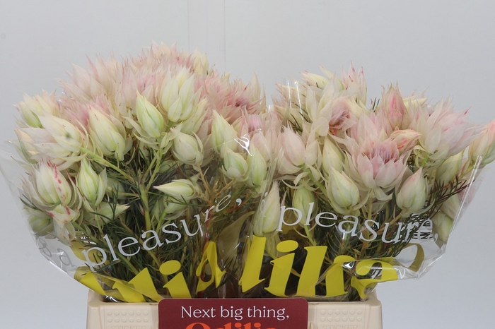 Blushing Bride 4/6 Flowers