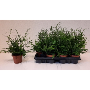 PTERIS ENSIFORMIS