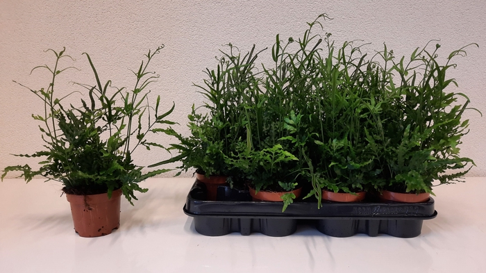 <h4>PTERIS ENSIFORMIS</h4>