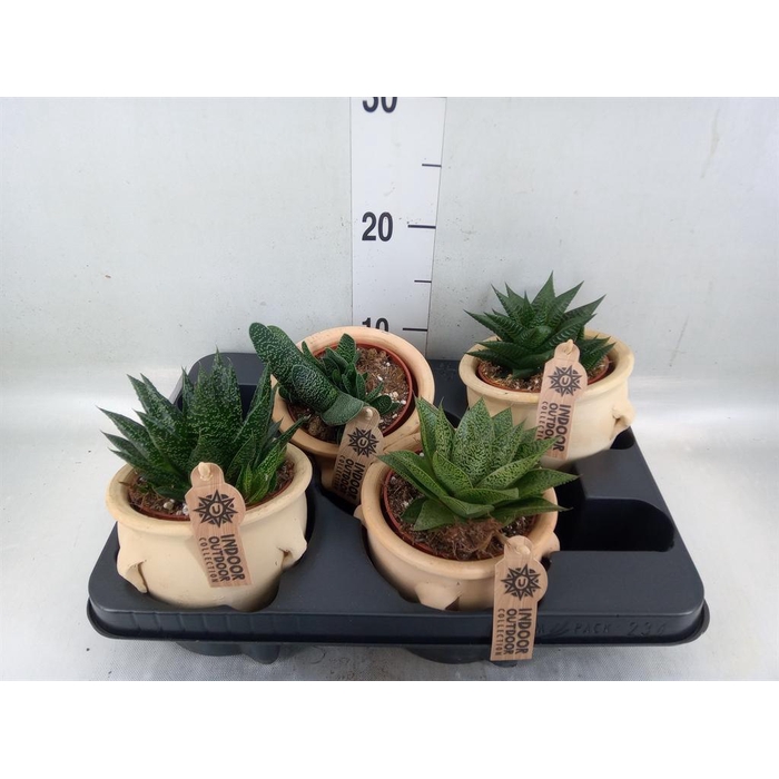 <h4>Aloe   ...mix</h4>