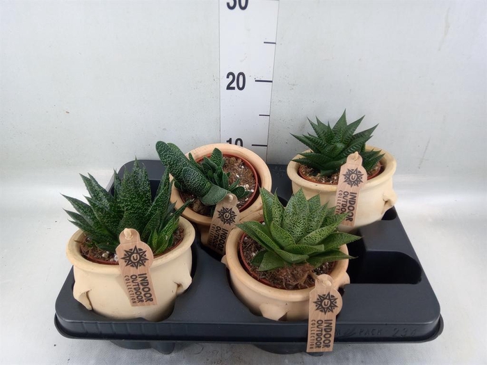 <h4>Aloe   ...mix</h4>