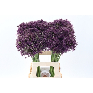 Allium Cherry