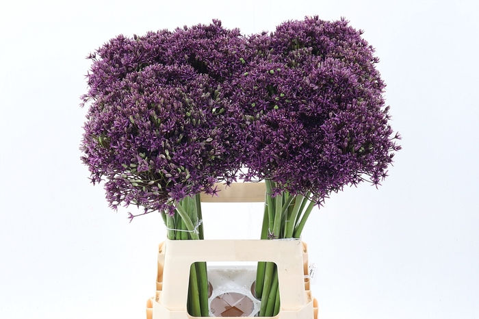 <h4>Allium Cherry</h4>