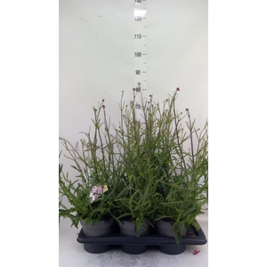 Verbena bonariensis