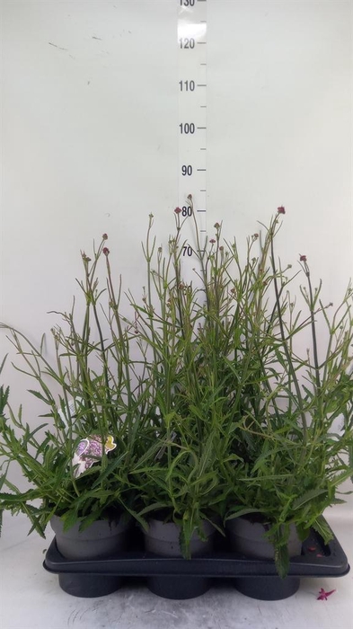 <h4>Verbena bonariensis</h4>