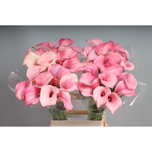 Calla Candyfloss Kallaland