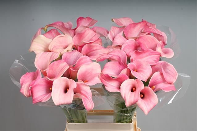 <h4>Calla Candyfloss Kallaland</h4>